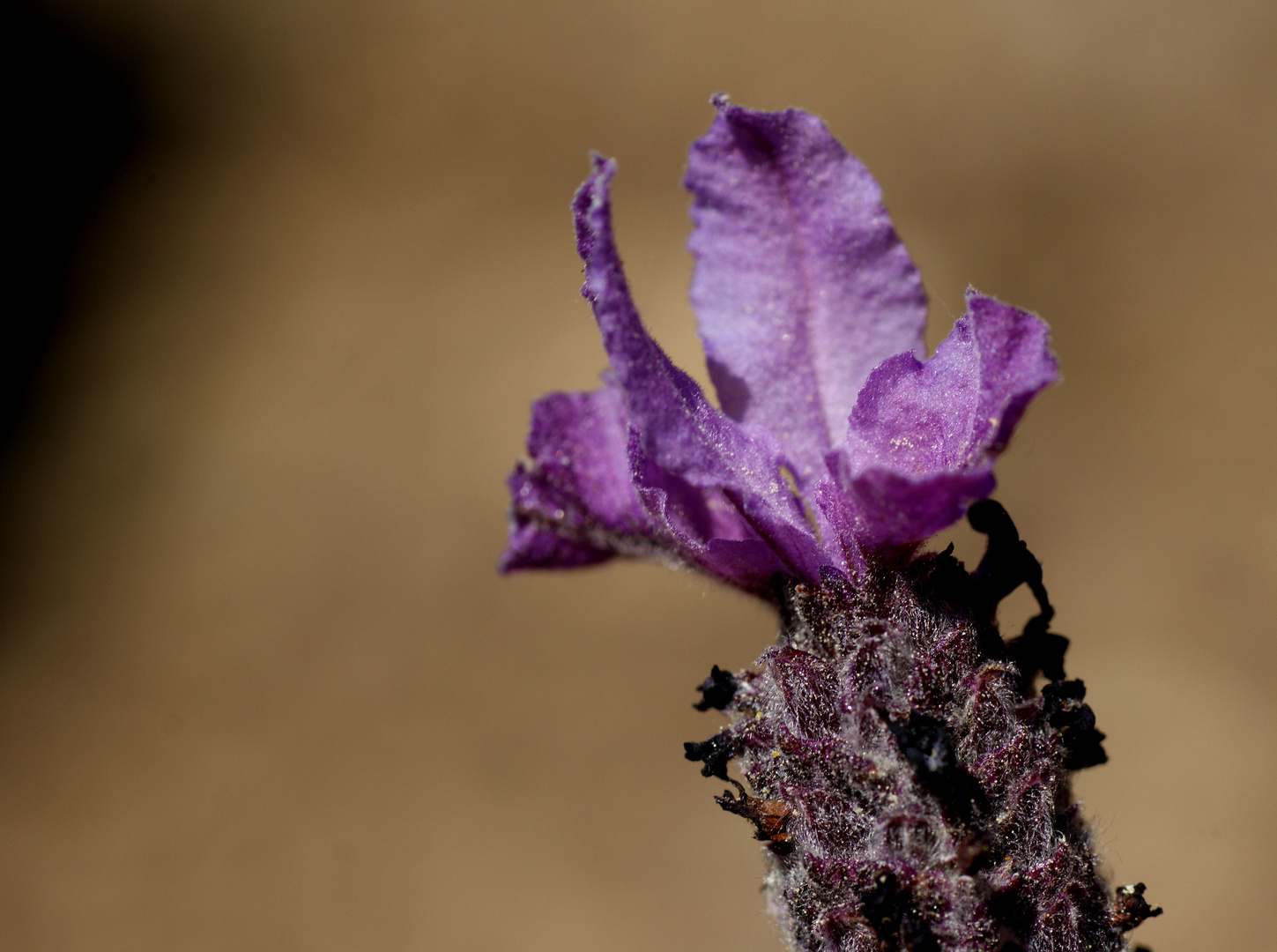 wilder Lavendel über der Küste Südfrankreichs