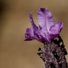 wilder Lavendel über der Küste Südfrankreichs