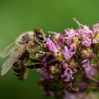 Wilder Majoran mit Besuch