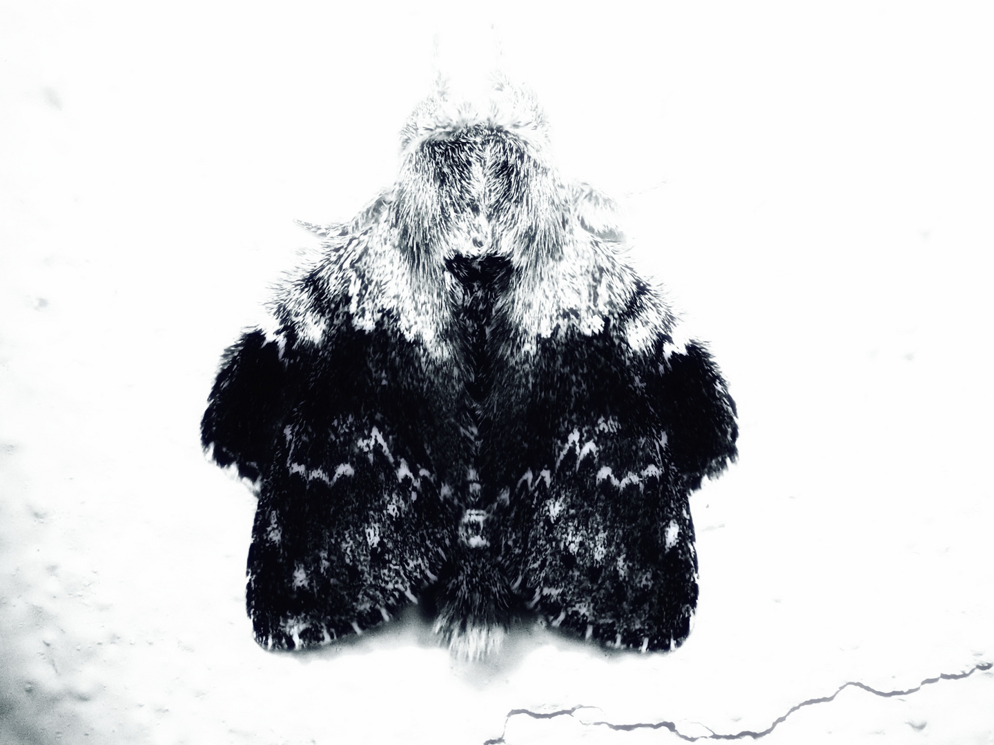 Wilder Mann Foto & Bild natur, insekten, kreativ Bilder auf