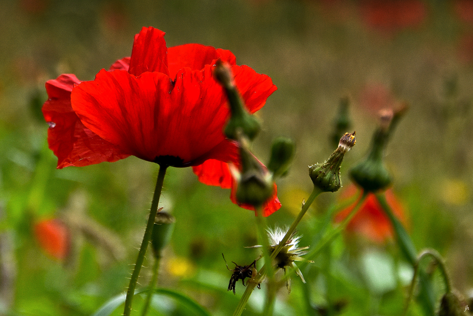 wilder mohn