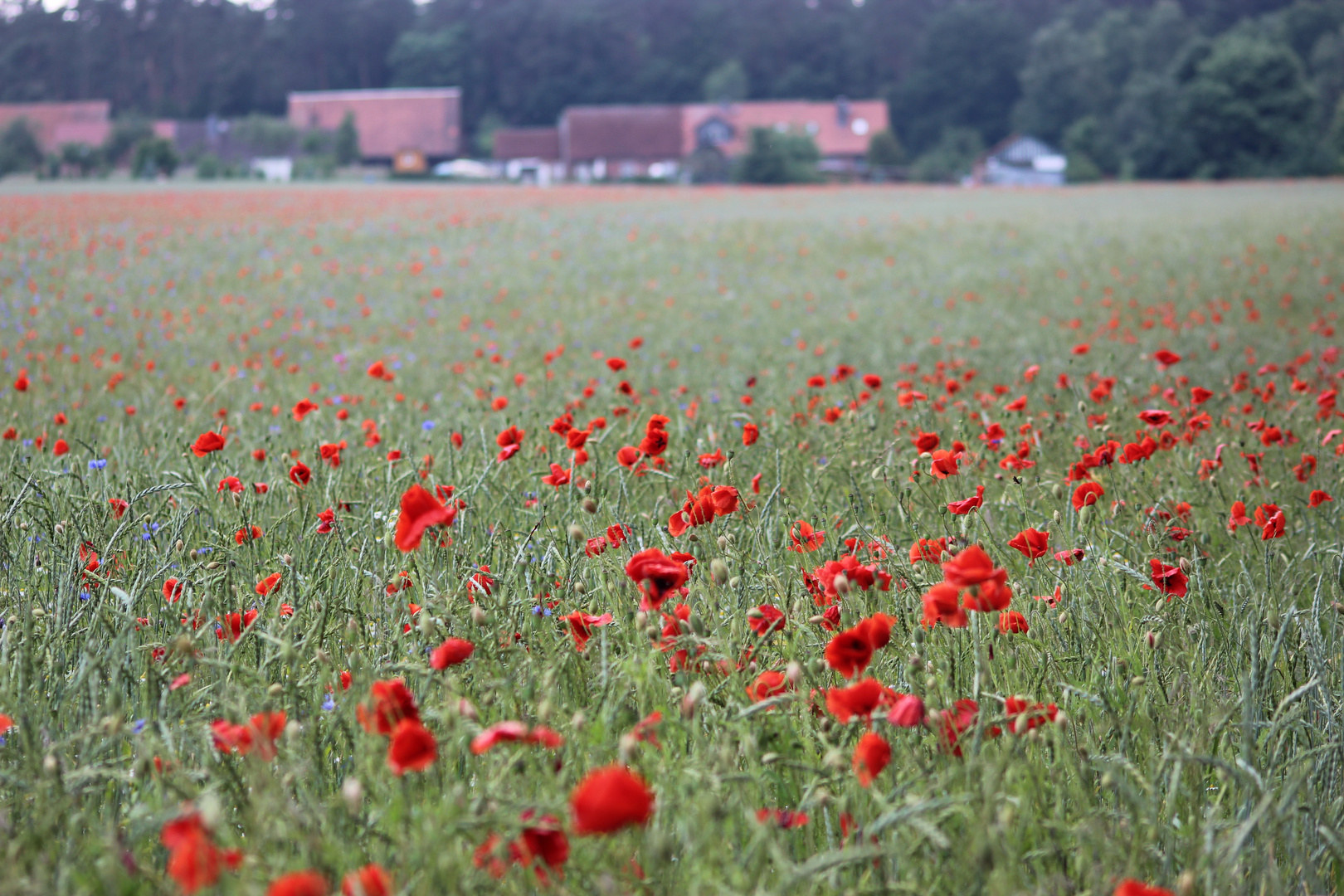 Wilder Mohn