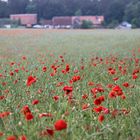 Wilder Mohn