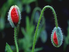 Wilder Mohn 