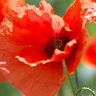 Wilder Mohn