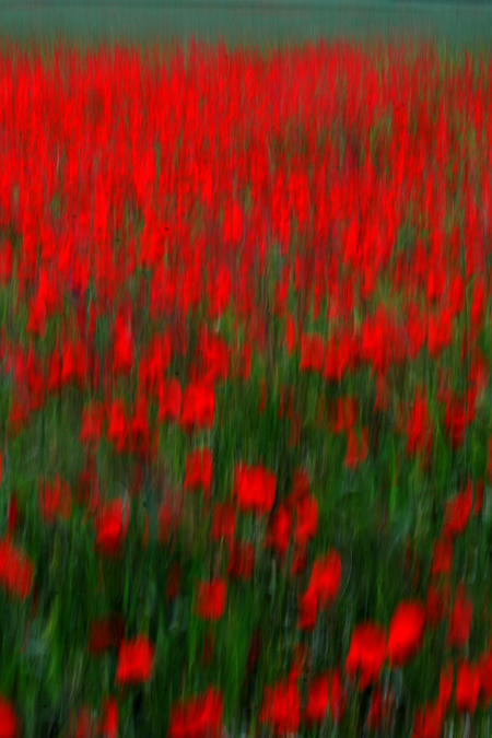 wilder mohn