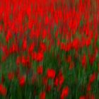 wilder mohn