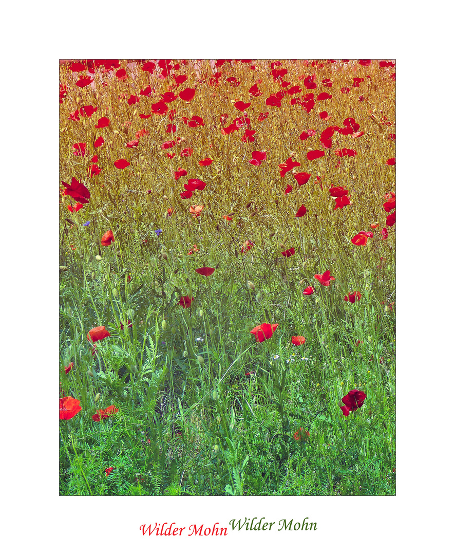 Wilder Mohn