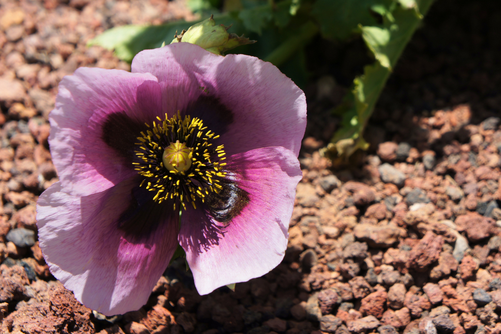 Wilder Mohn