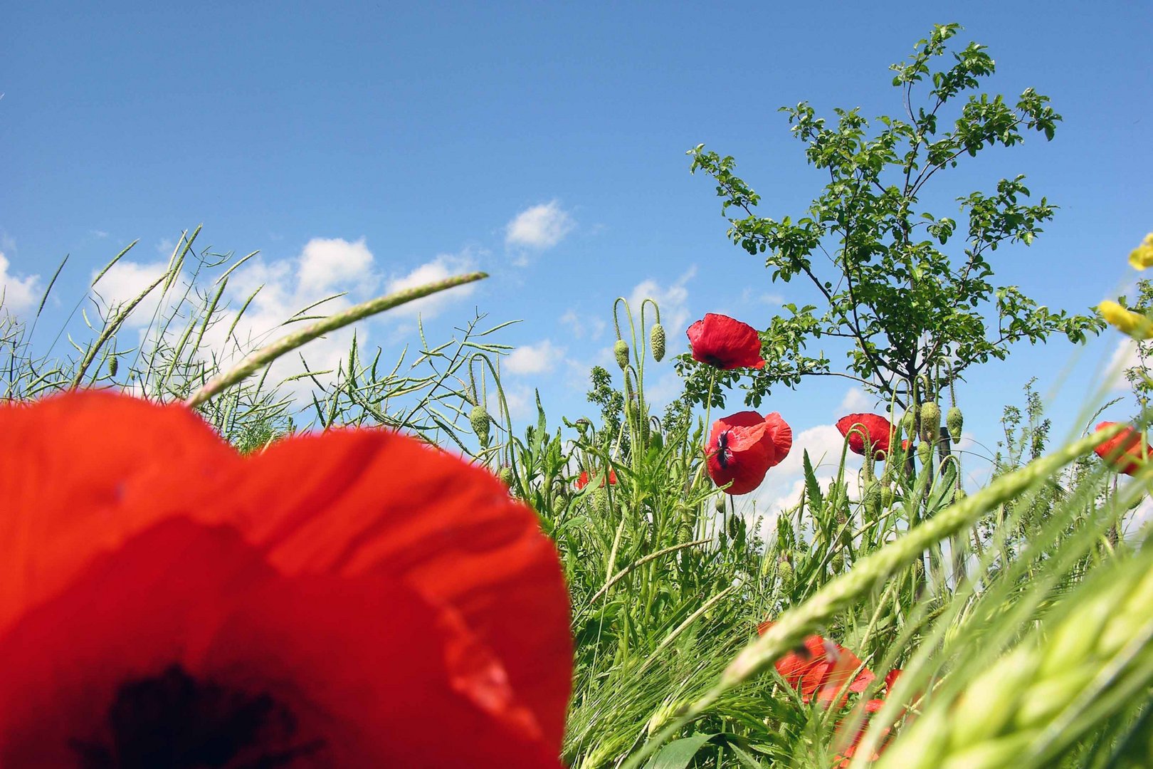 Wilder Mohn 2