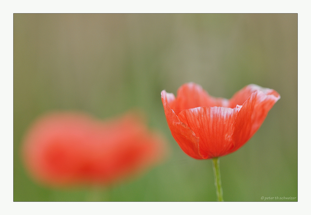 wilder Mohn...