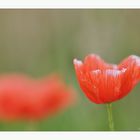 wilder Mohn...