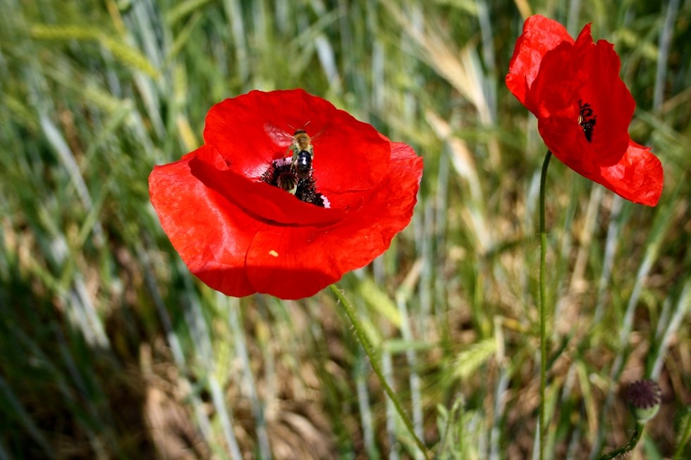 wilder Mohn