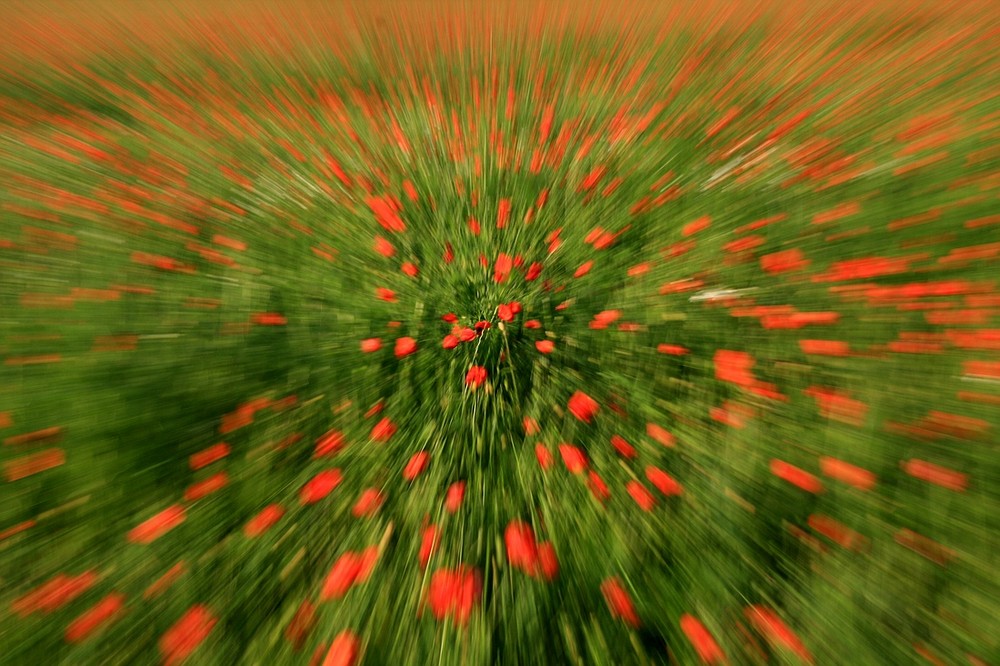 Wilder Mohn