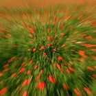 Wilder Mohn