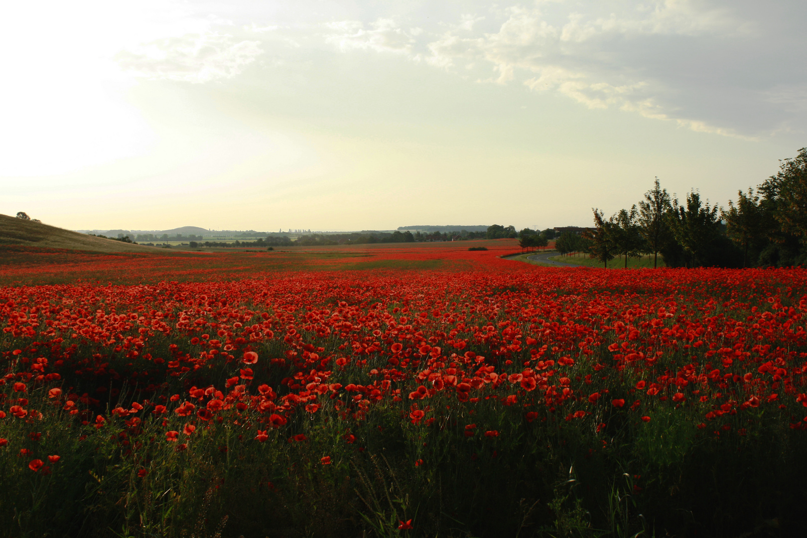 Wilder Mohn