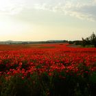 Wilder Mohn