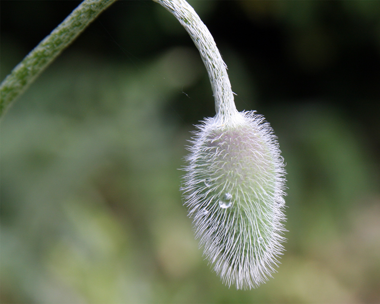 Wilder Mohn