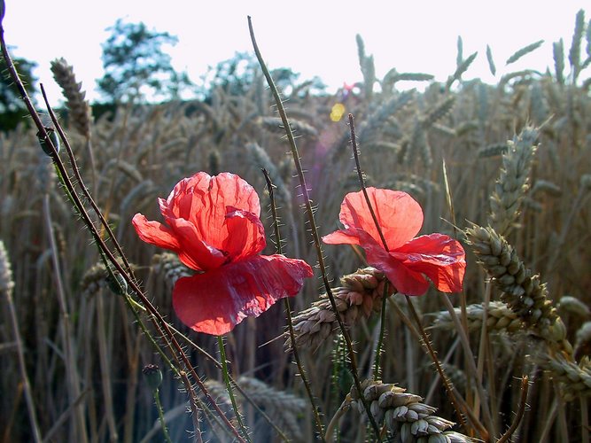 Wilder Mohn