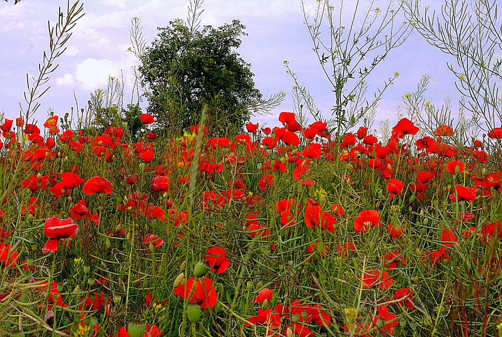 wilder Mohn