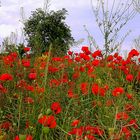 wilder Mohn