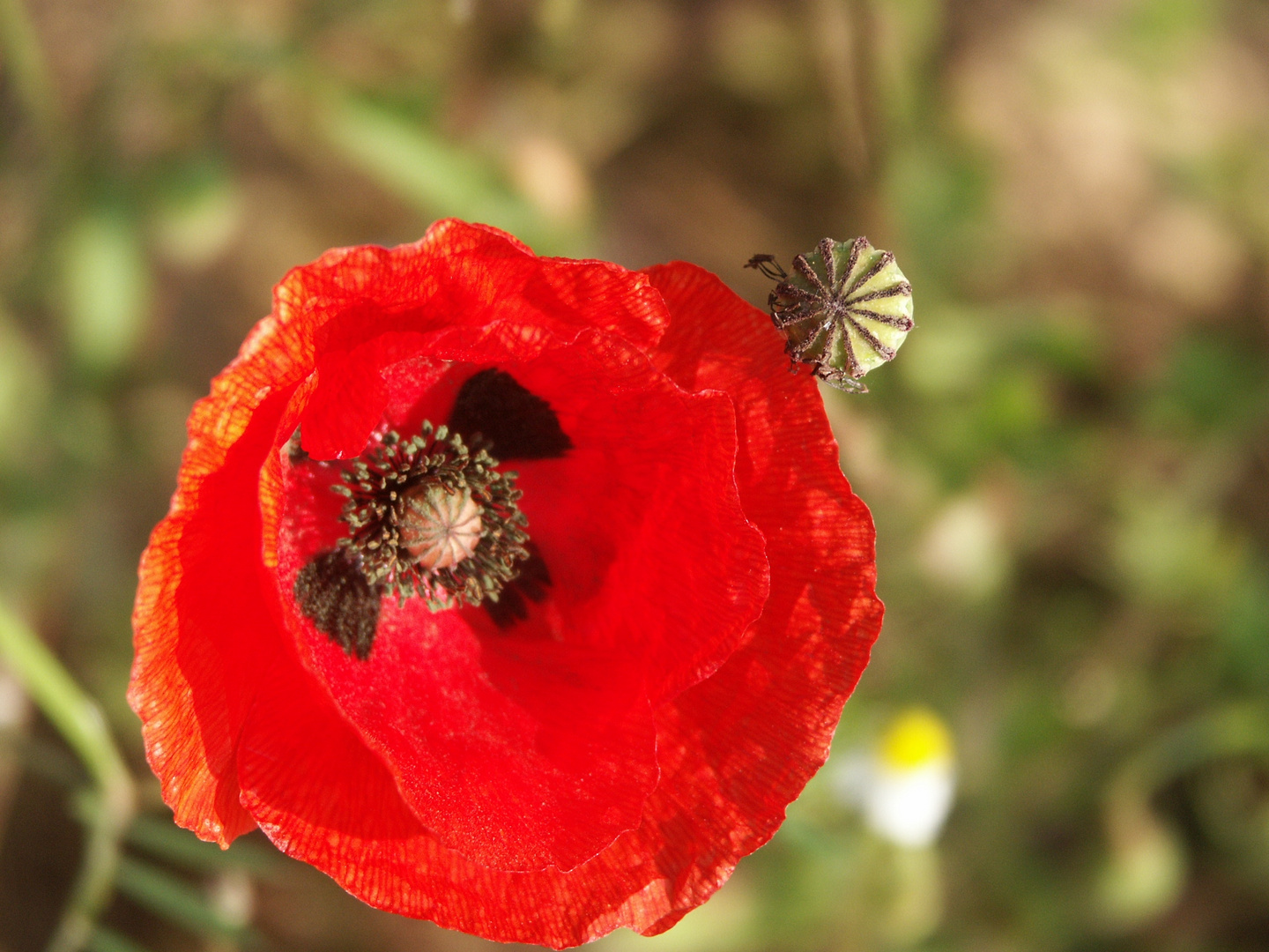 Wilder Mohn