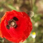 Wilder Mohn