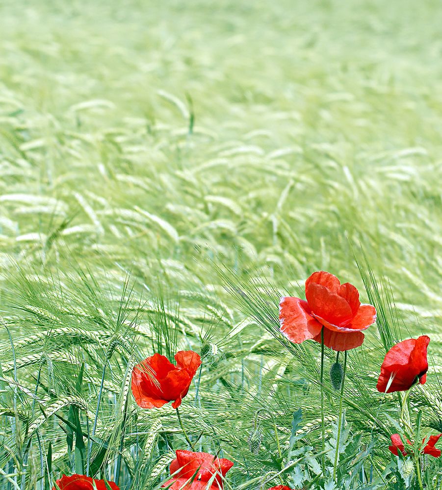 wilder Mohn