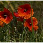 Wilder Mohn