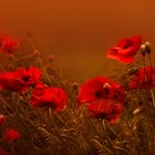 Wilder Mohn