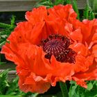 Wilder Mohn