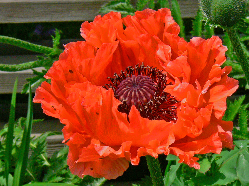 Wilder Mohn