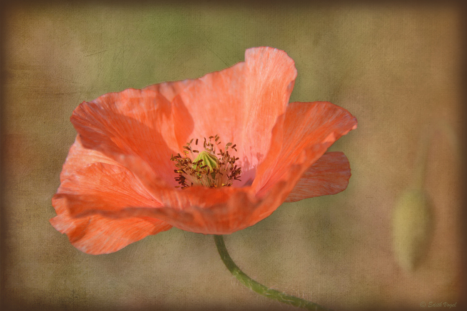 wilder Mohn