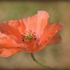 wilder Mohn