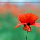 Wilder Mohn