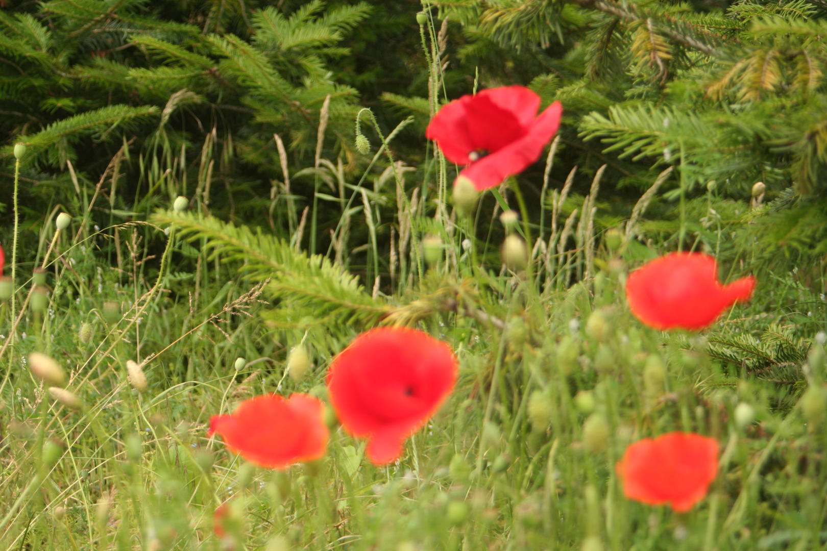 wilder Mohn