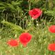 wilder Mohn