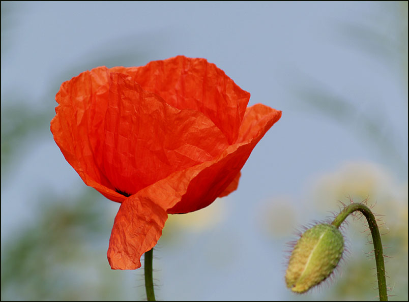 Wilder Mohn