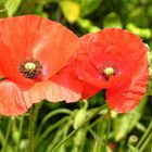 Wilder Mohn