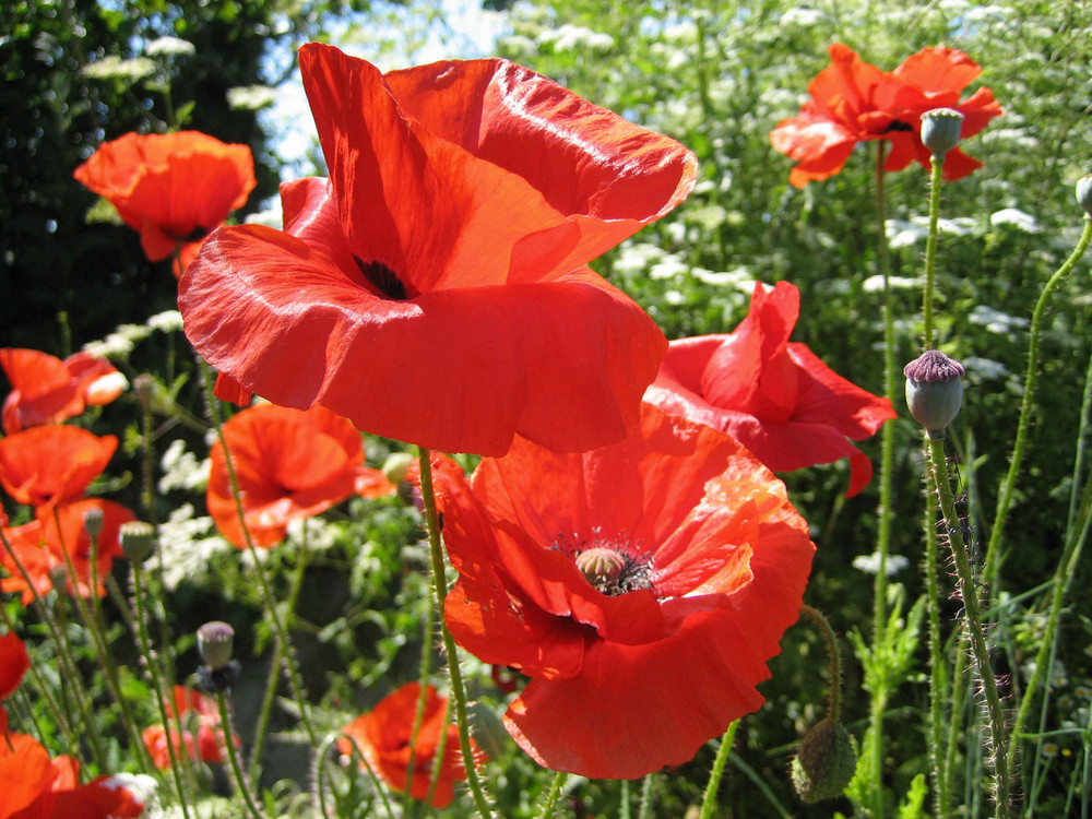 Wilder Mohn