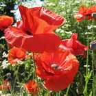 Wilder Mohn