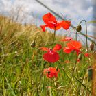 Wilder Mohn