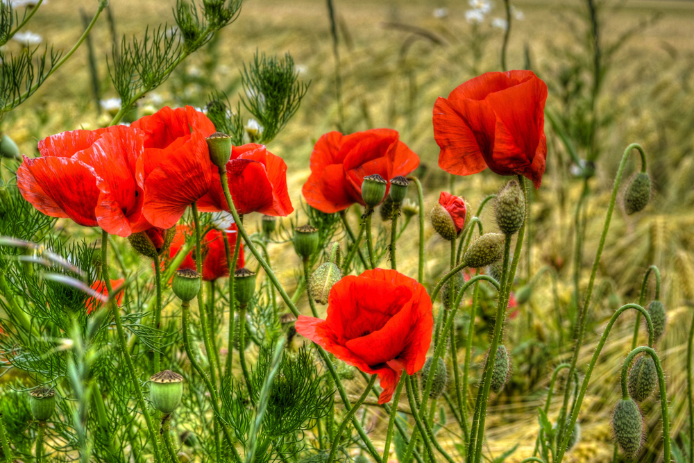 ~ wilder Mohn ~