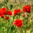 ~ wilder Mohn ~