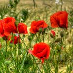 ~ wilder Mohn ~