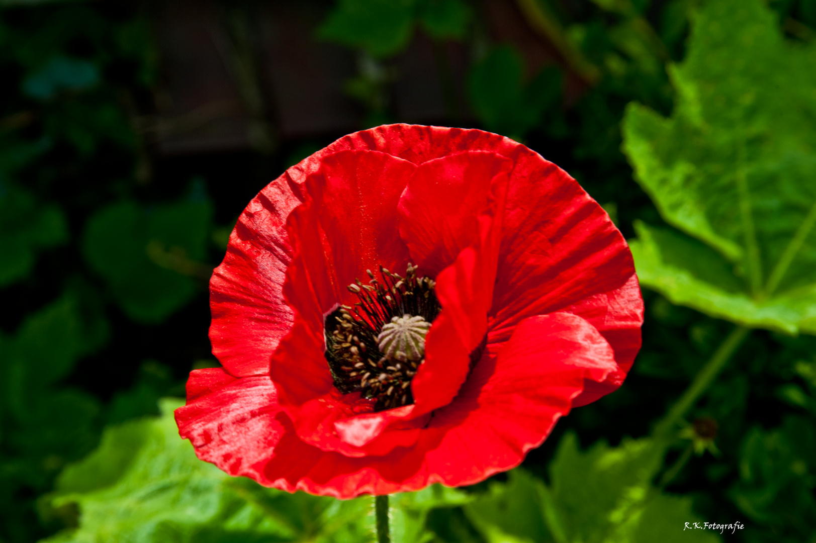 Wilder Mohn