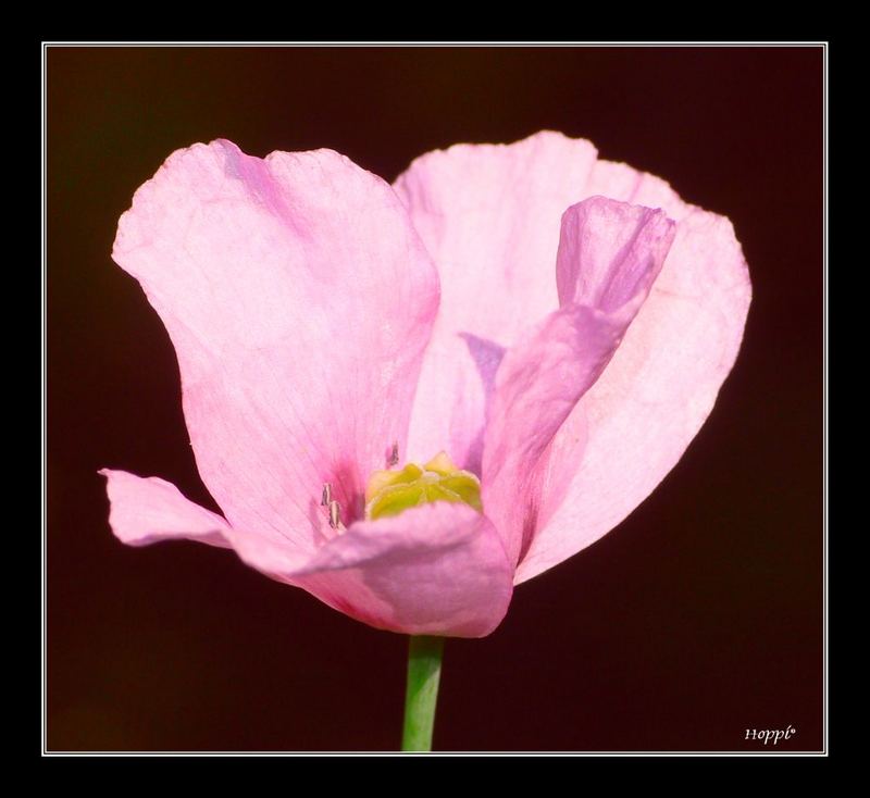 wilder Mohn