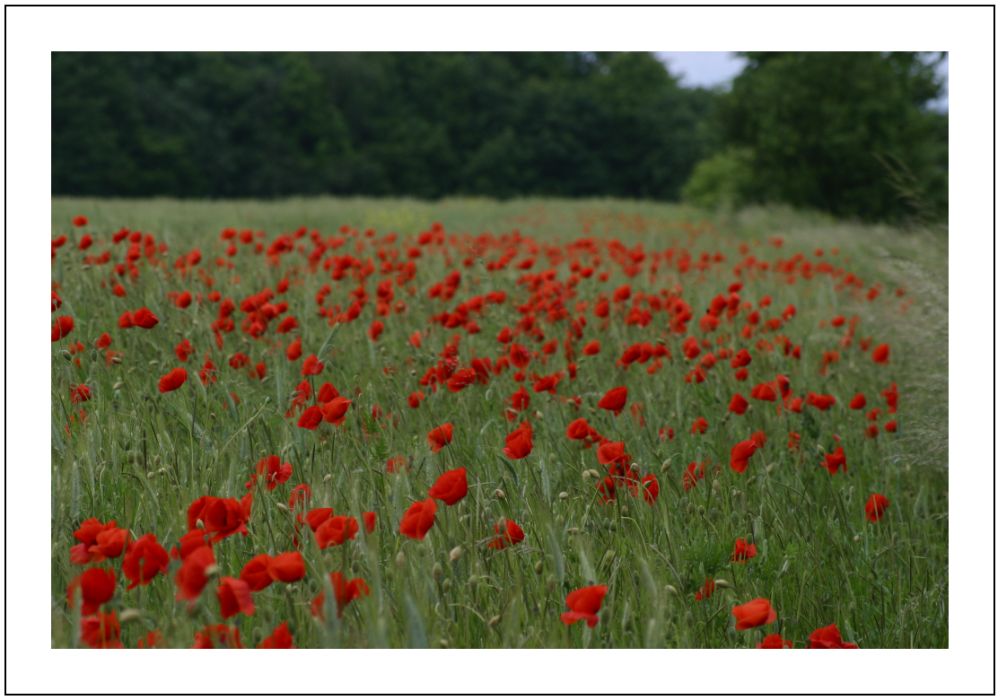 Wilder Mohn