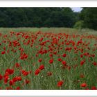 Wilder Mohn