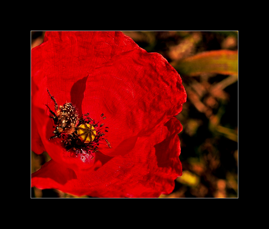 wilder Mohn